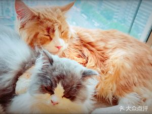 Aroom Cat Cafe (Guanggu Branch)