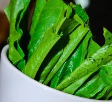 Oilseed lettuce