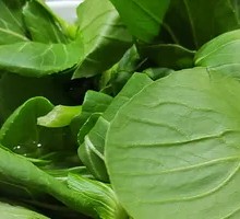Oilseed lettuce
