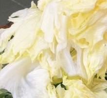 Romaine lettuce