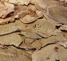 Offal Platter