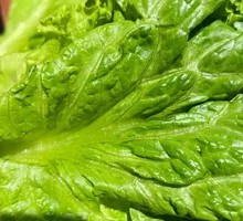Romaine lettuce