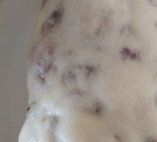 Belle Red Bean Roll
