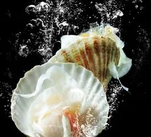 Teriyaki Scallop