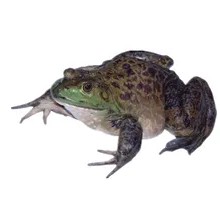 Frog Legs