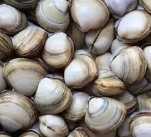 Fresh Large Clam