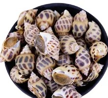 Fresh Flower Snail