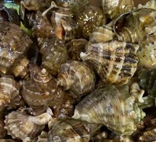 Spicy卤 Sea Snail
