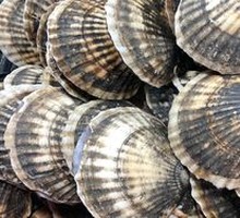 Fresh Scallop