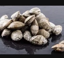 Clam