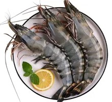 Fresh Black Tiger Shrimp