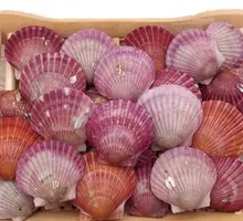 Small Red Clam