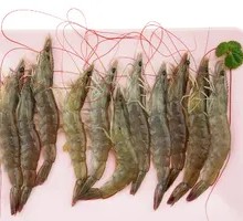 Fresh Sea White Shrimp