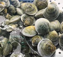 Fresh Green Clams
