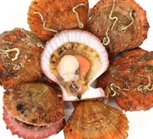 Fresh Small Red Clams
