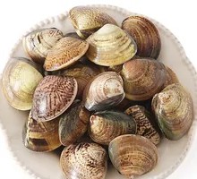 Fresh Clam