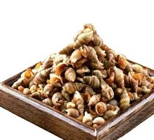 Sea Snail