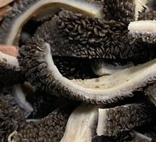 Morel Mushroom