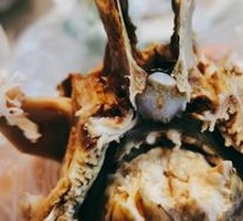 Sheep Brain