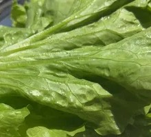 Zhang Qing Fresh Lettuce