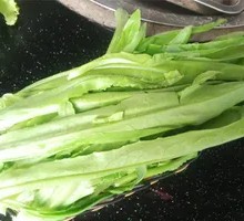 Oilseed lettuce