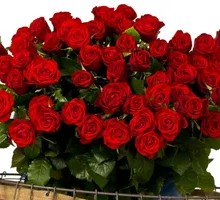 Red Rose