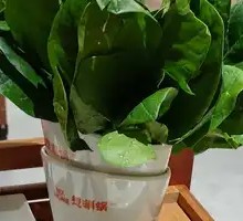 Spinach