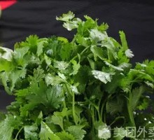 Cilantro