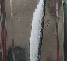 Sardine