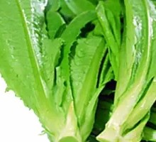 Oilseed lettuce