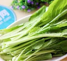 Oilseed lettuce