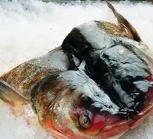 Big Fish Head