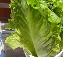 Lettuce