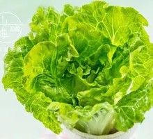 Harmony Brings Wealth Lettuce
