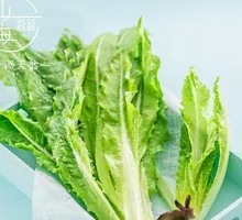 Oilseed lettuce