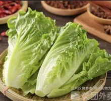 Yunnan Tender Lettuce