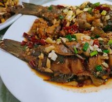 Crucian Carp