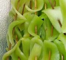 Lettuce
