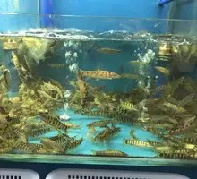 Sand Eel Stir-fry