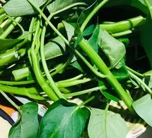 Water spinach